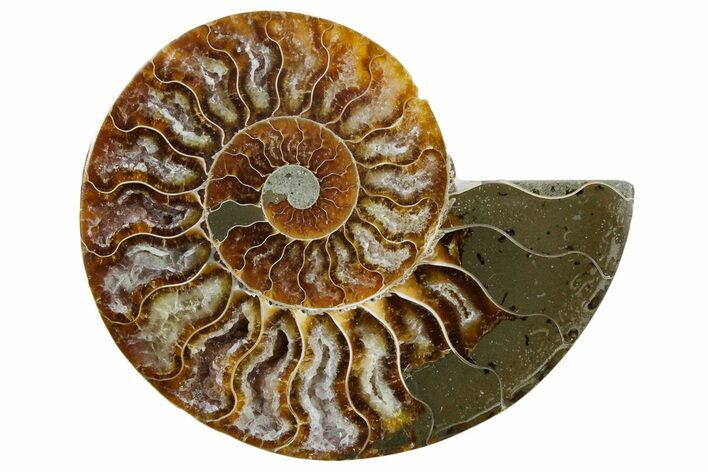 Cut & Polished Ammonite Fossil (Half) - Madagascar #354176